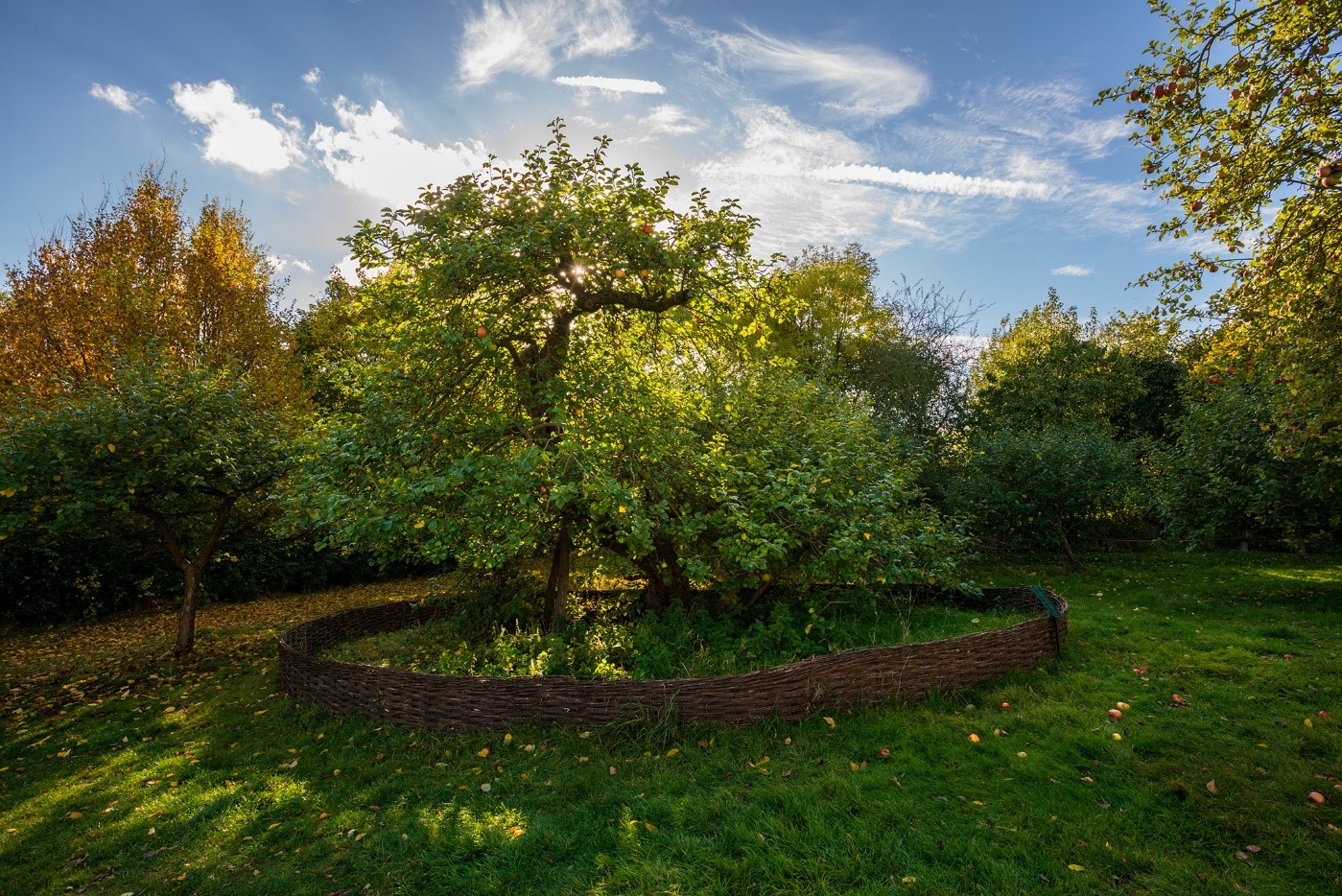 Sör Isaac Newton’un Linconshire, İngiltere’deki elma ağacının bu fotoğrafı için, yılın doğru zamanında orada olmak en önemlisiydi – elmaların en kırmızı olduğu zaman ve ağaçtan düşmelerinden önce.