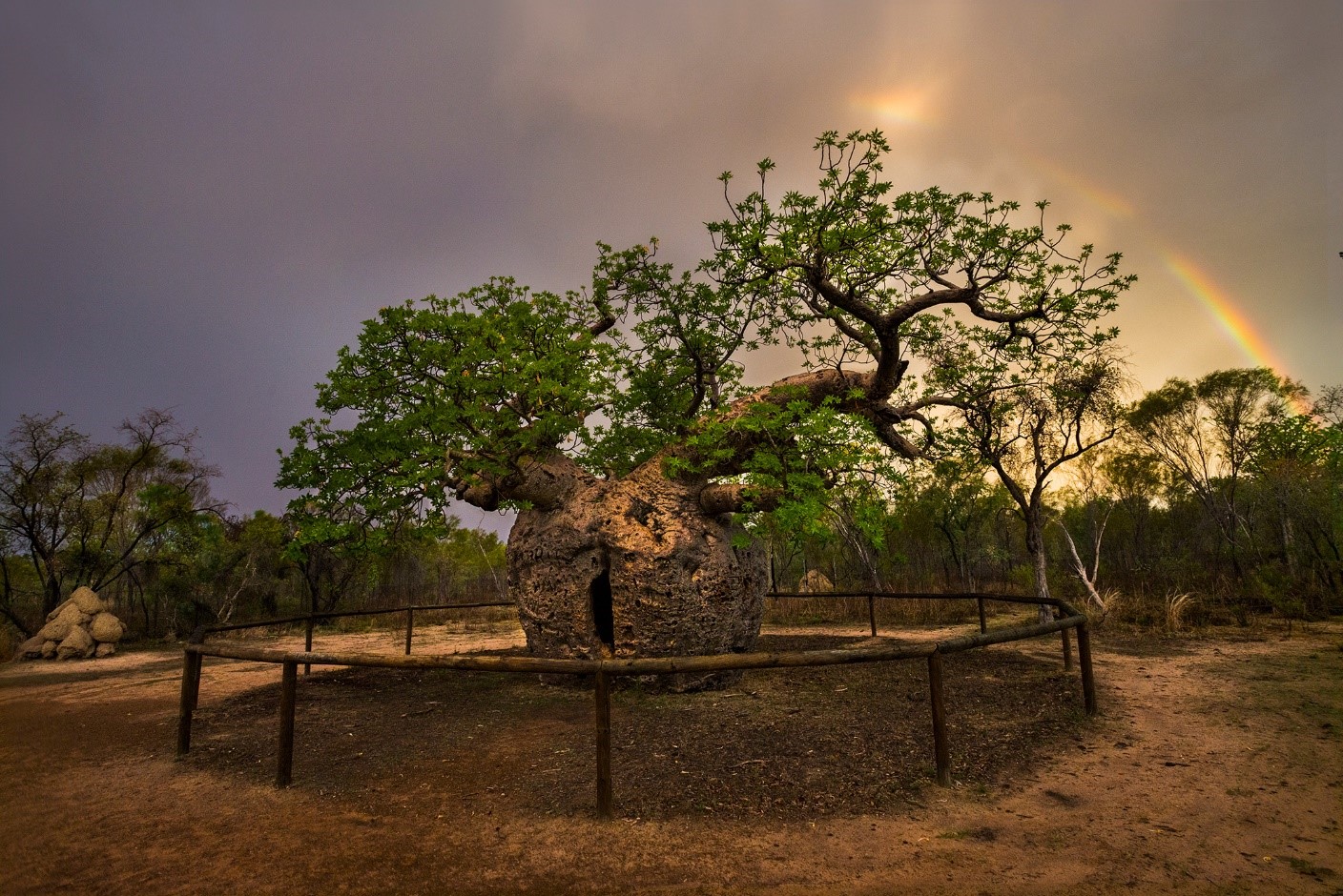 Batı Avustralya’da bulunan ve Derby Hapishanesi Ağacı olarak bilinen bir baobap ağacının üzerinde gökkuşağı beliriyor.