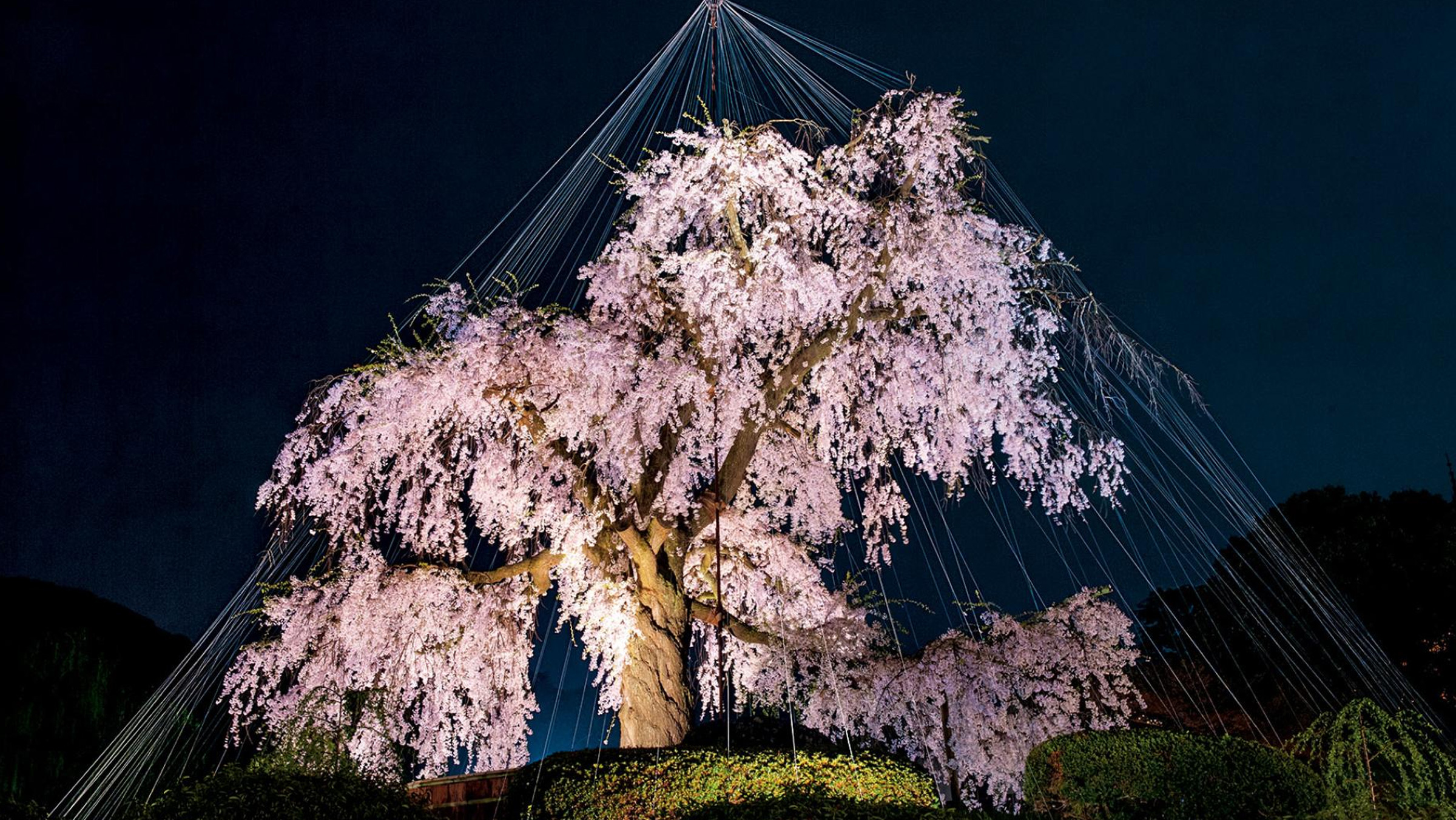 Tellerden oluşan bir perde Tokyo, Japonya’da bulunan bu kiraz ağacının fotoğrafına artistik bir etki katıyor. 