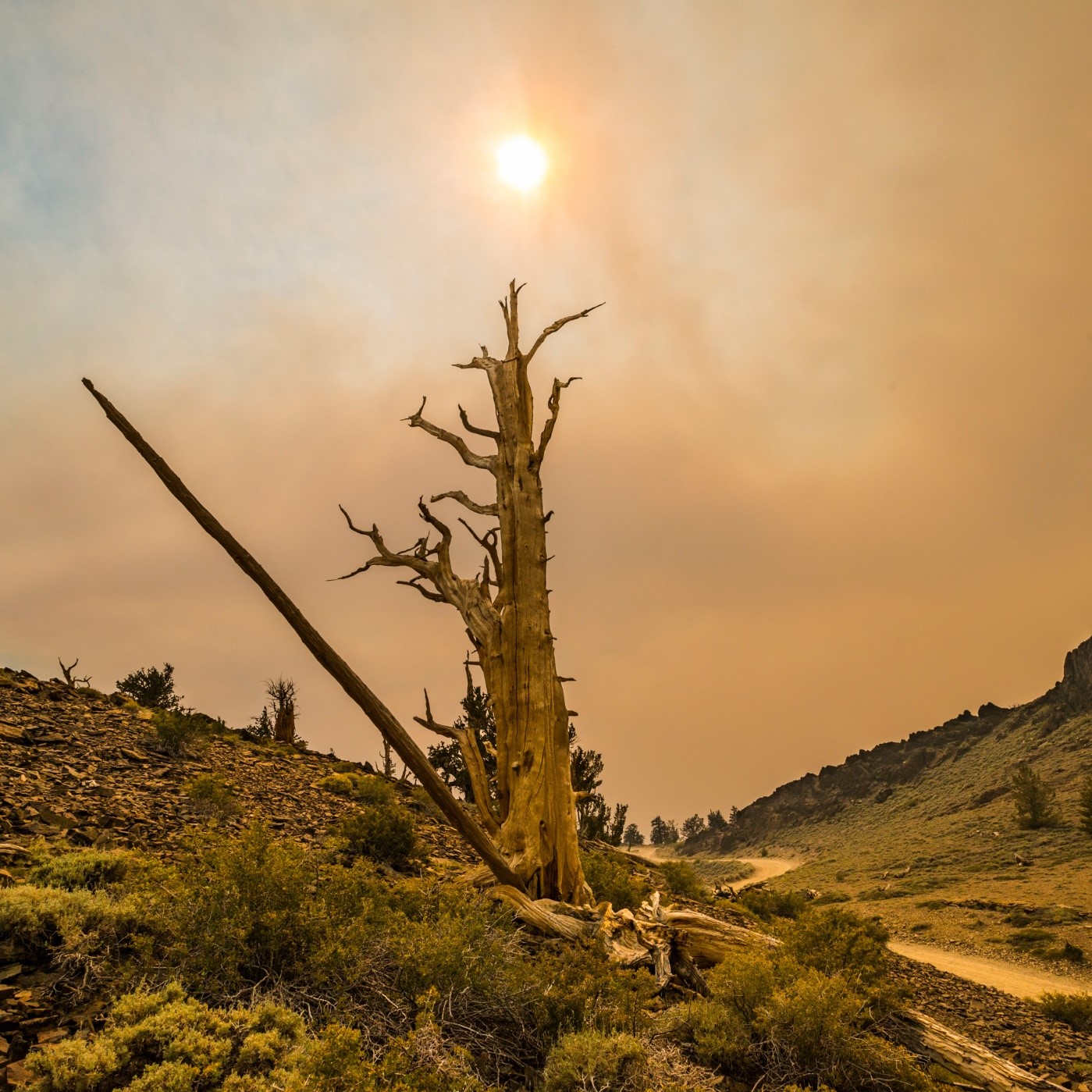 Kaliforniya’daki Inyo Ulusal Ormanında, bir orman yangınından geriye kalan duman eski bristlecone çamlarının üzerinde, havada salınıyor.