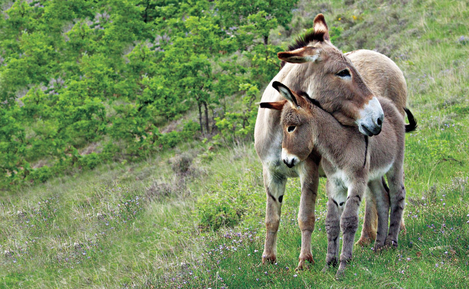 A MOTHER'S BOND Mother donkeys and their foals share a strong bond. 