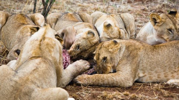 World's Deadliest: Lions