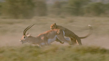 Animal Fight Club - National Geographic for everyone in everywhere