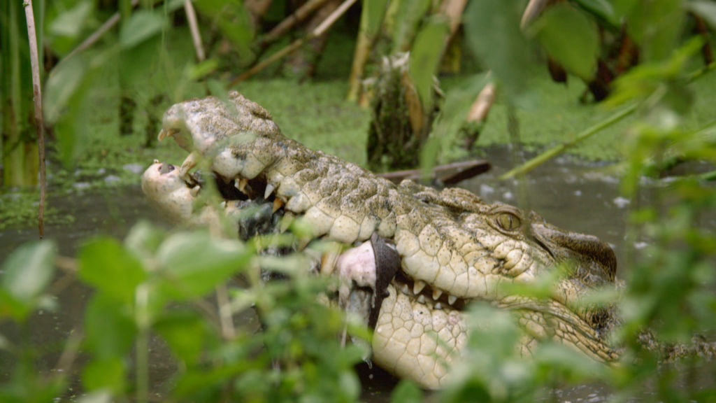 Crocodile attacks a wild pig - National Geographic for everyone in ...