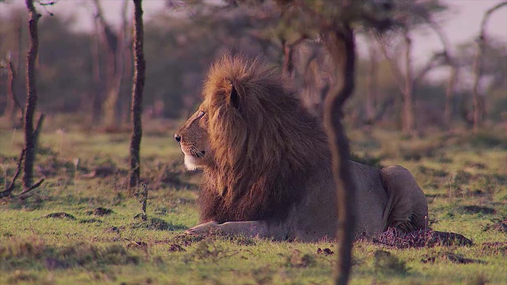 SAFARICOM Lion - National Geographic for everyone in everywhere