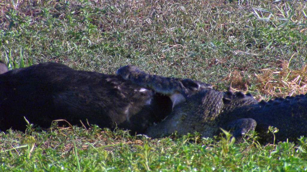 A Crocodile eats a Pig - National Geographic for everyone in everywhere