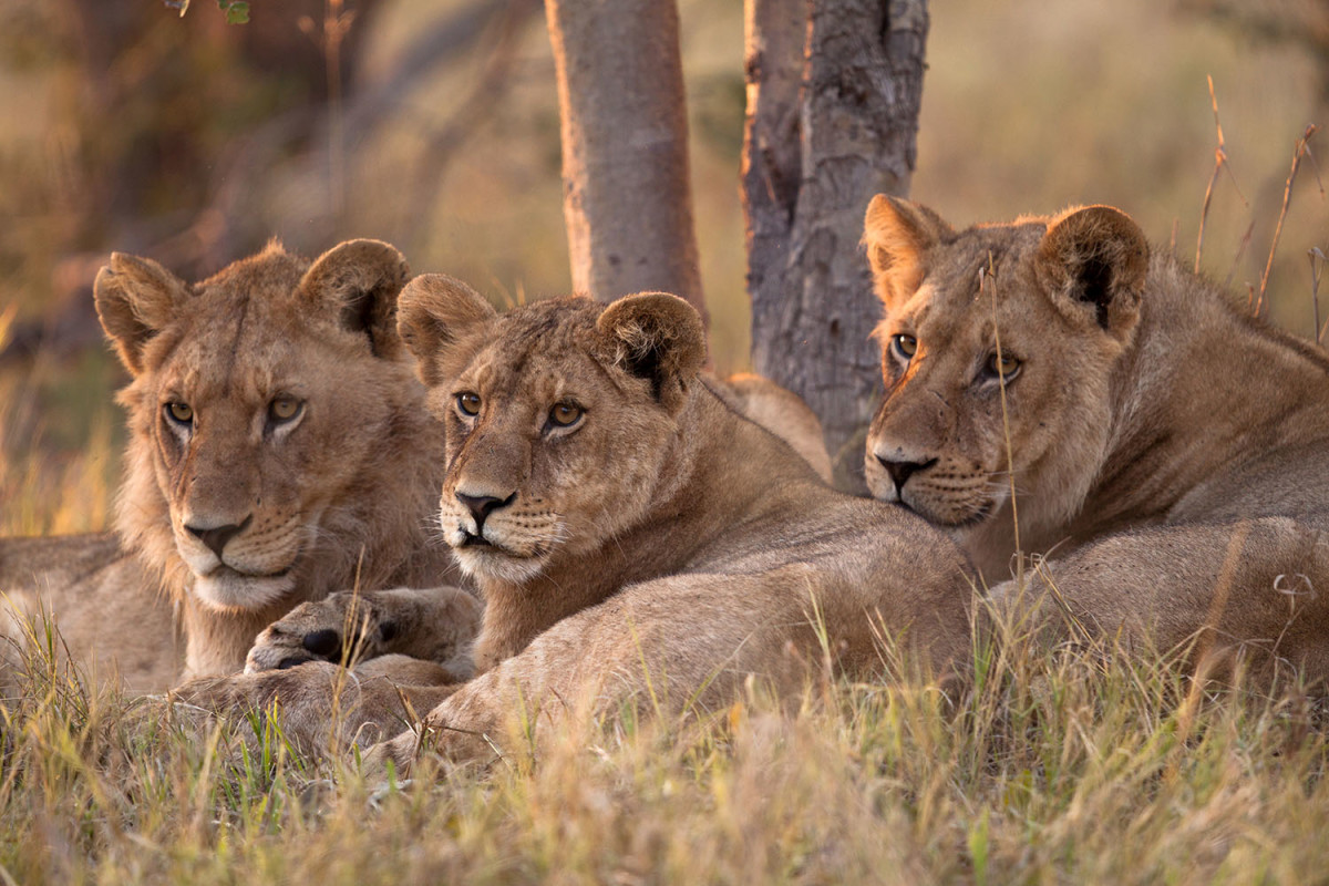 Wild Botswana: Lion Brotherhood - National Geographic for everyone in ...