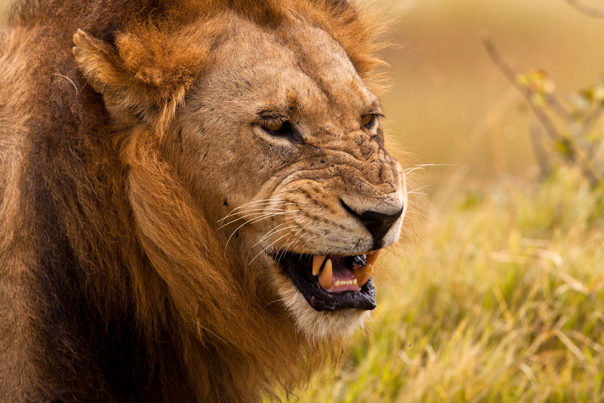 lion wild botswana brotherhood geographic national