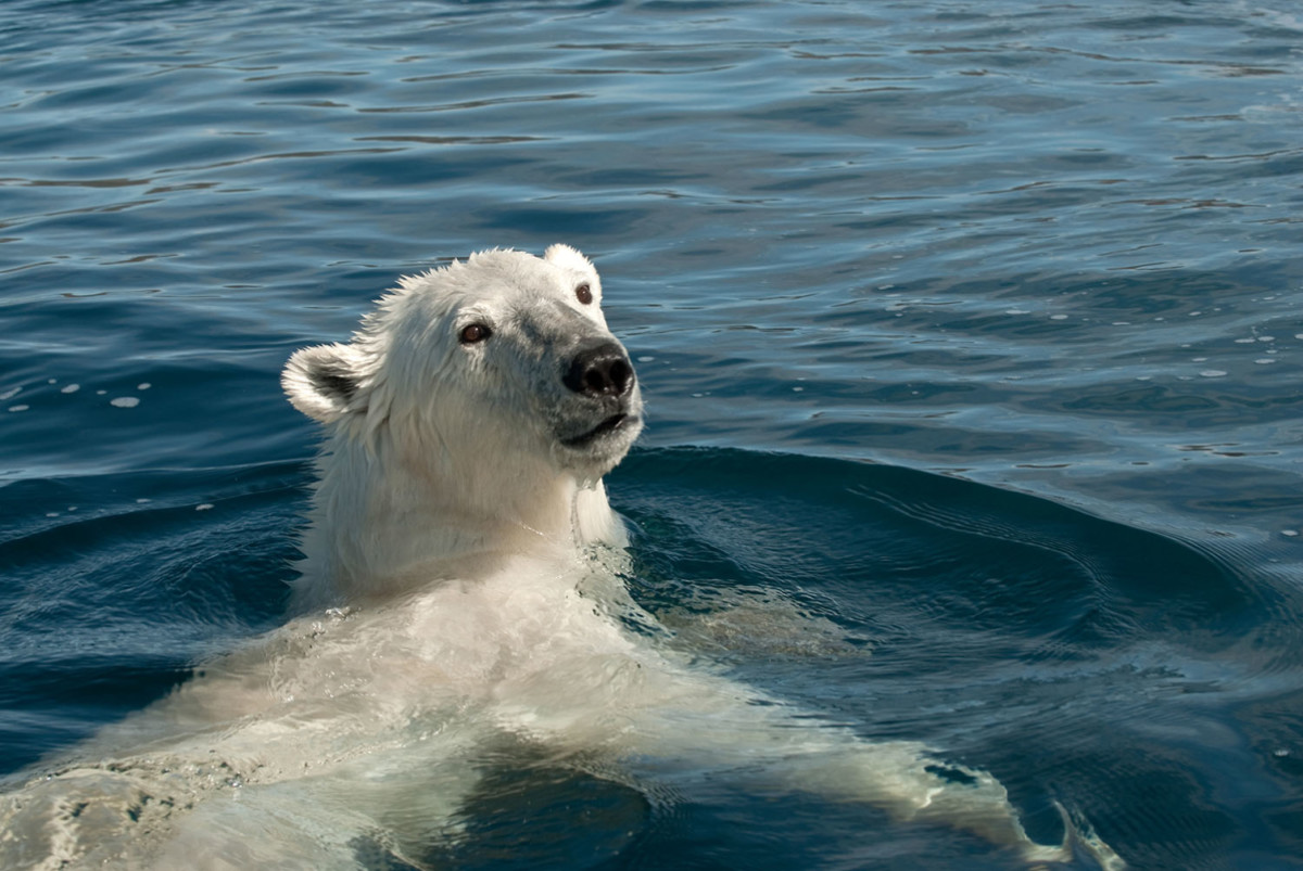 Ice Bear - National Geographic for everyone in everywhere