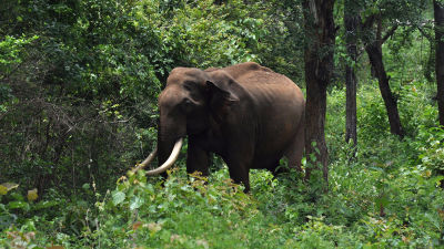 India's Lost Worlds - National Geographic for everyone in everywhere