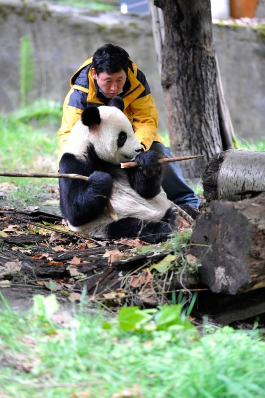 Giant Pandas: Bred In Captivity - National Geographic for everyone in