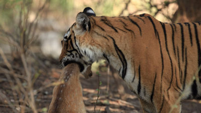 Secret Life Of Predators - National Geographic for everyone in everywhere