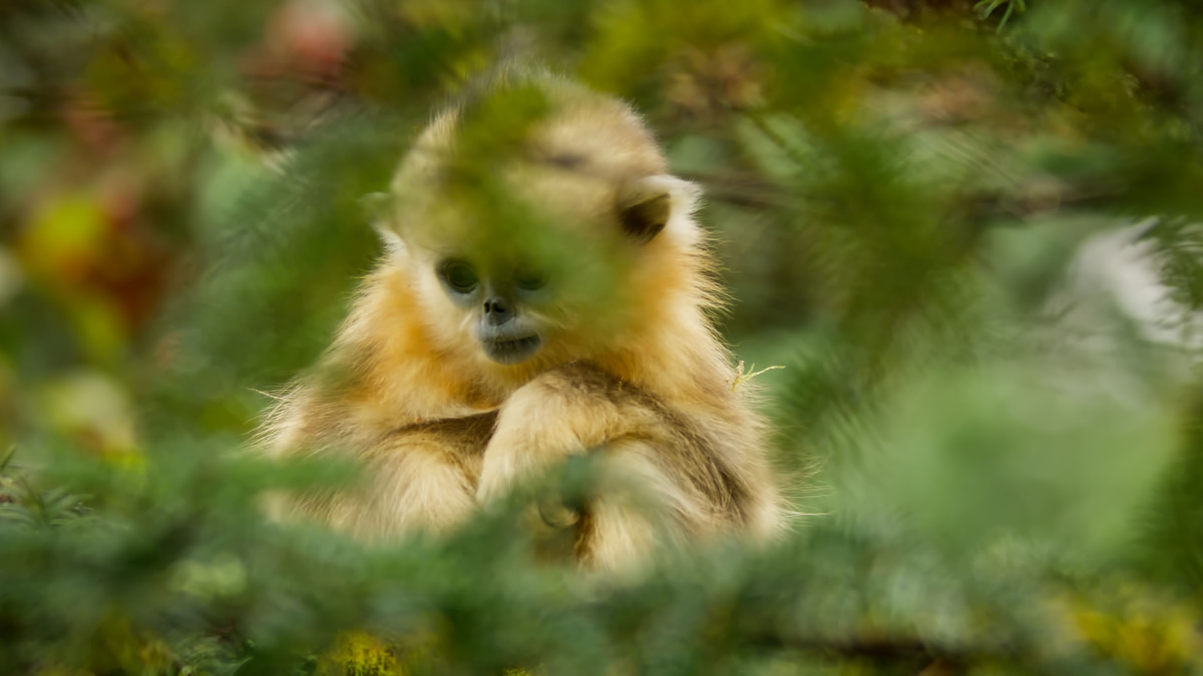 Monkeys On Mt. Emei Prefer Peanuts, According To Cute Viral Chinese  Propaganda Video