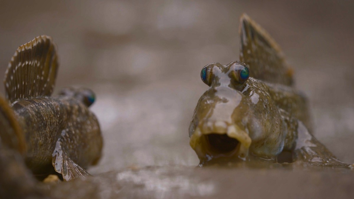 incredible-fish-national-geographic-for-everyone-in-everywhere