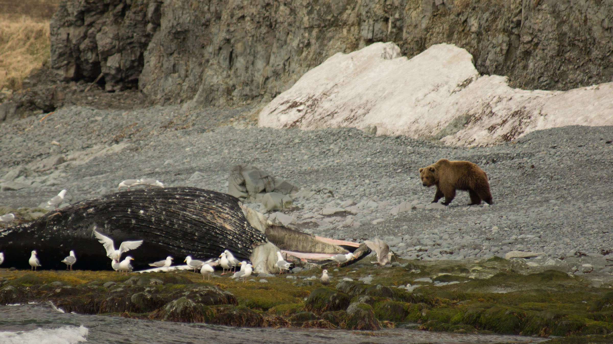 Alaska's Deadliest National Geographic for everyone in everywhere