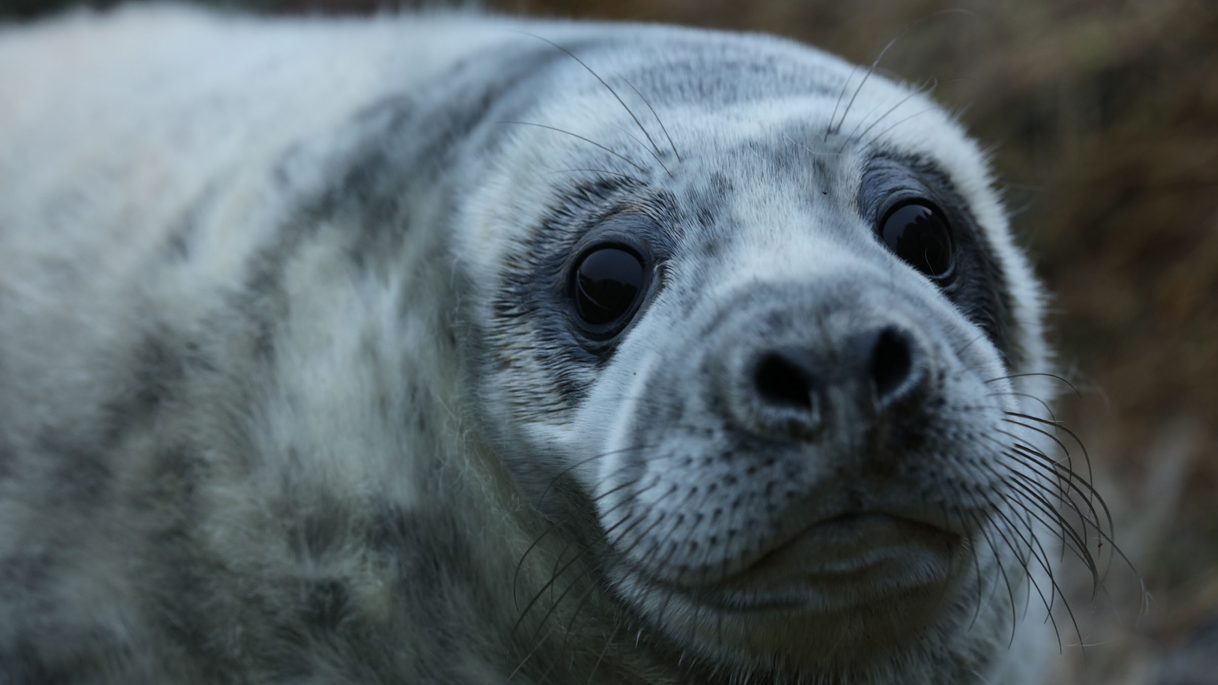 Killer Seals - National Geographic for everyone in everywhere