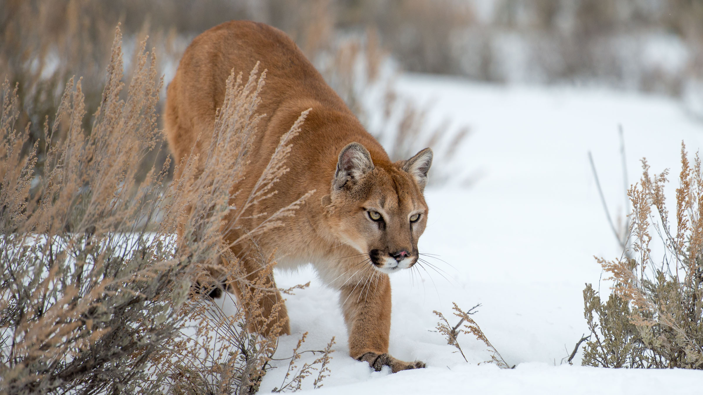 Wild Yellowstone: Fire And Ice - National Geographic for everyone in ...