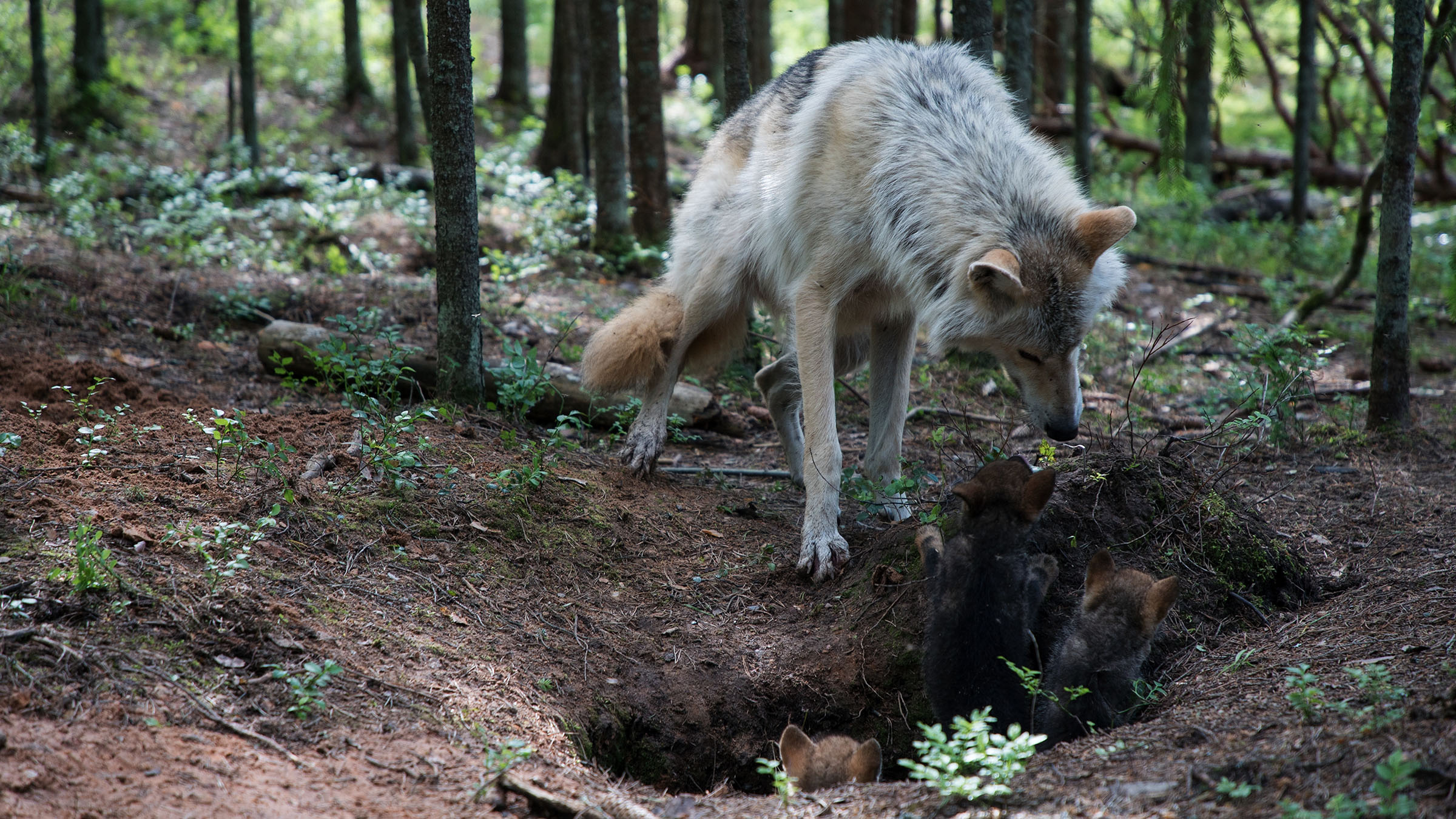 Wolf vs. Bear - National Geographic for everyone in everywhere