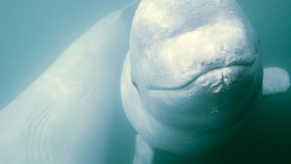 Beluga Whale  National Geographic