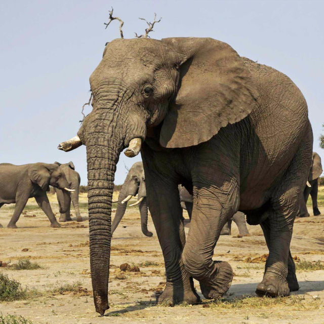 Elephant: King of The Kalahari