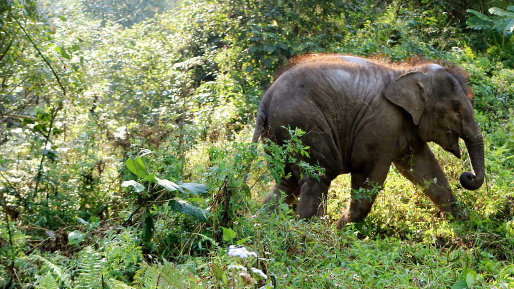 China's Wild Side: Hidden Worlds - National Geographic for everyone in ...