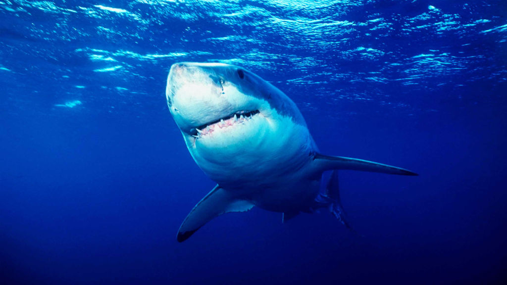 world-s-deadliest-shark-frenzy-national-geographic-for-everyone-in