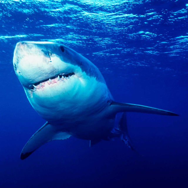 World's Deadliest: Shark Frenzy!