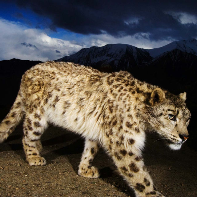 Snow Leopard Of Afghanistan