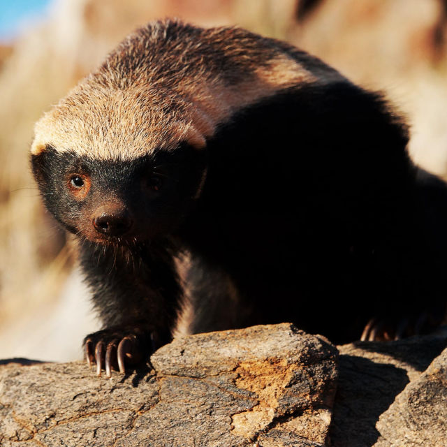 Honey Badger, Infographic: A field guide to the Honey Badger, Nature