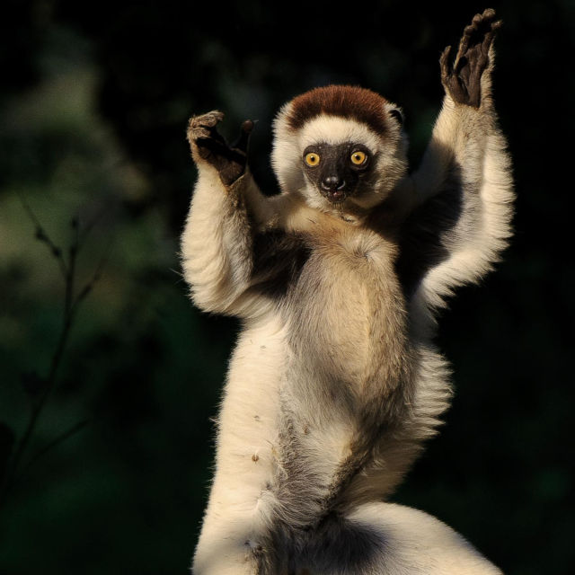 Madagascar's Legendary Lemurs