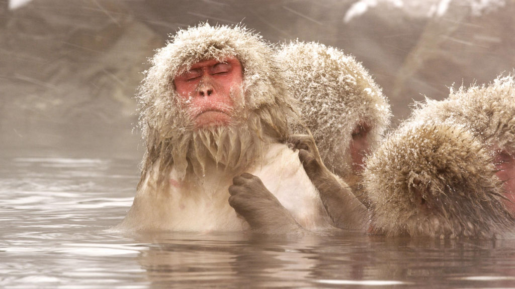 Wild Japan Snow Monkeys National Geographic For Everyone In Everywhere