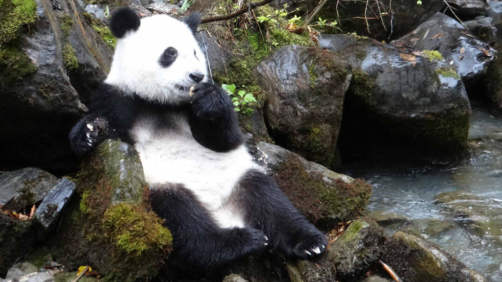 Giant Pandas: Bred In Captivity - National Geographic for everyone in