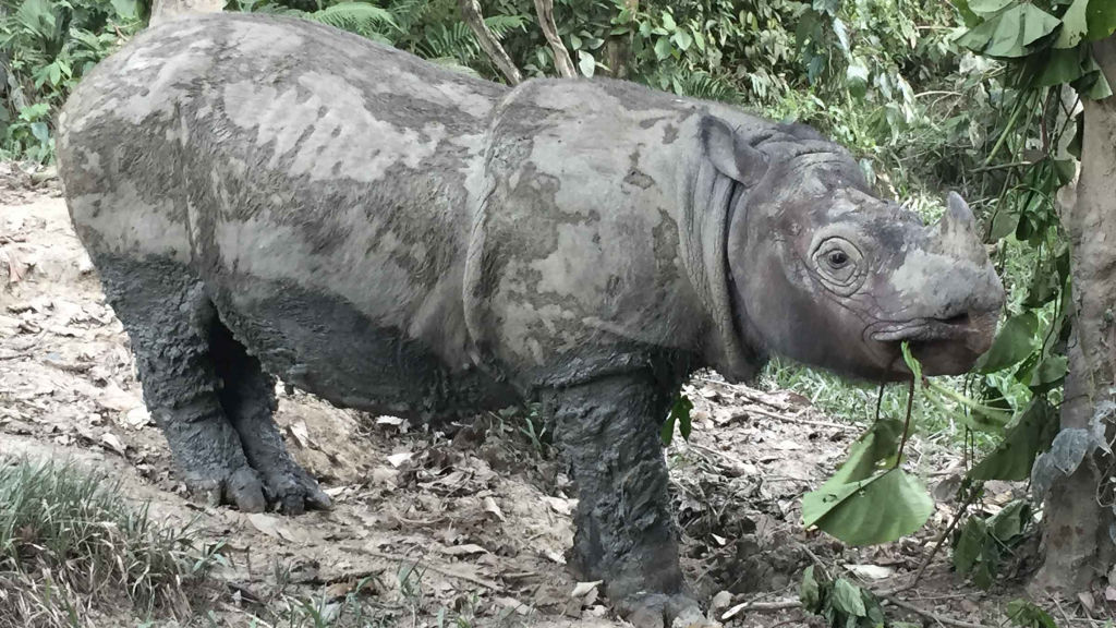 Sumatran Rhino - National Geographic for everyone in everywhere