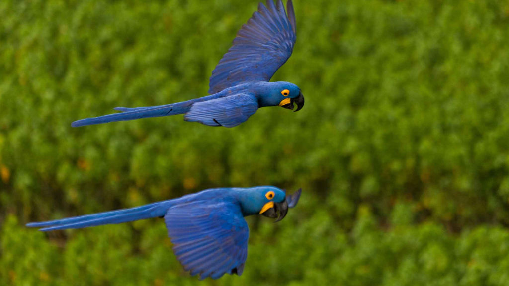 Secret Brazil - National Geographic for everyone in everywhere