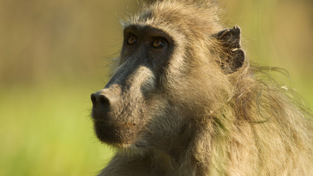 Queen Of The Baboons - National Geographic For Everyone In Everywhere