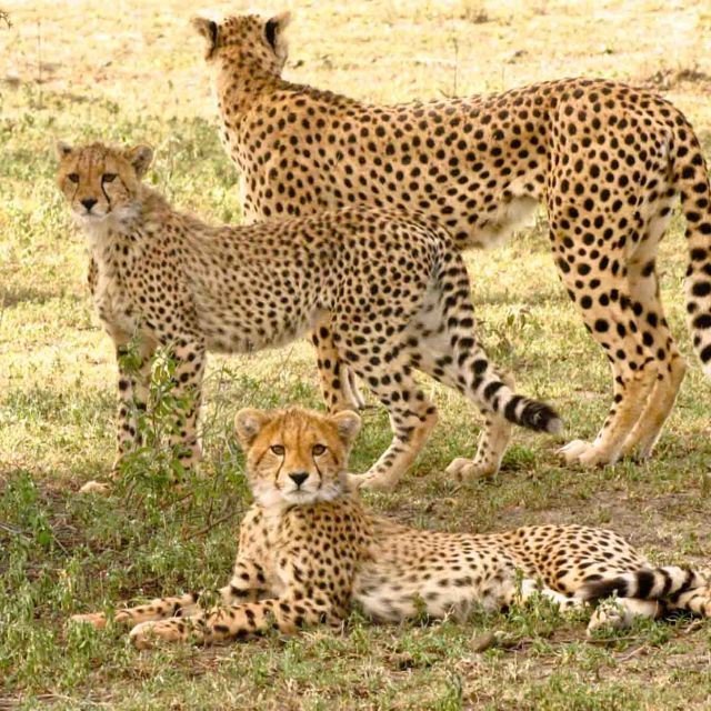Serengeti Speed Queen