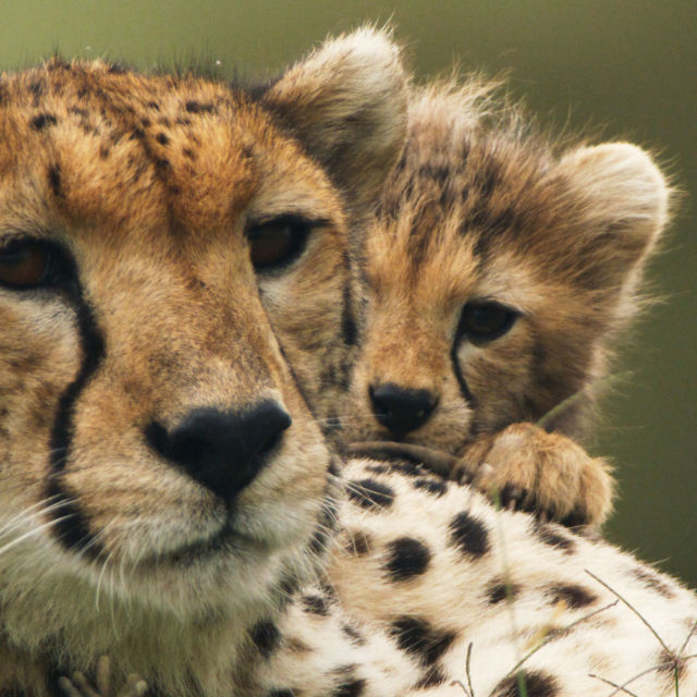 About us – Cheetah