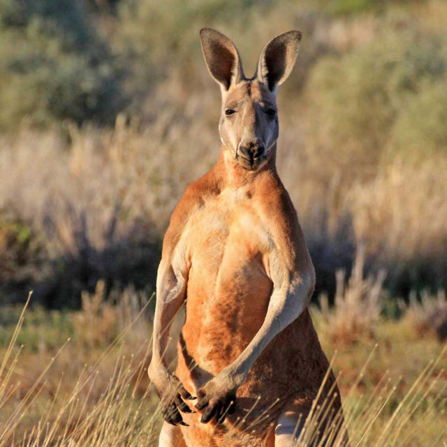 Wild Australia: Kangaroo King