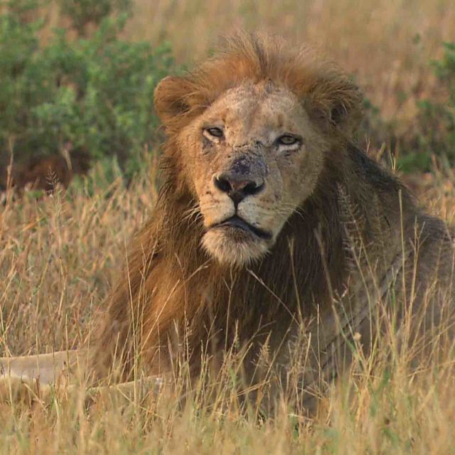 Cecil: The Legacy of A King
