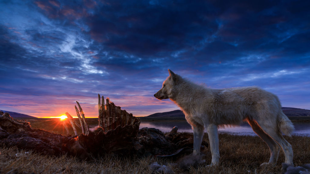 Kingdom of The White Wolf - National Geographic for everyone in everywhere