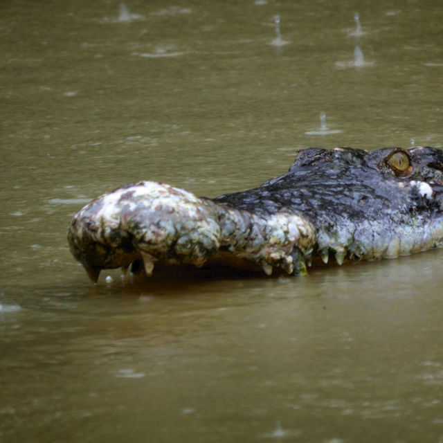 World's Deadliest Crocs