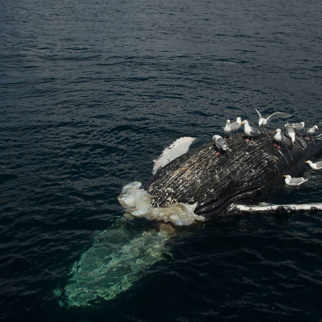 World's Deadliest Whale
