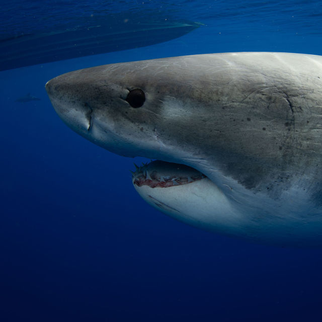 World's Biggest Great White? Expedition Hawaii