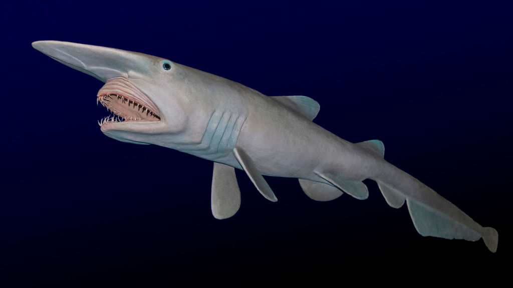 What the Shark? - National Geographic for everyone in everywhere