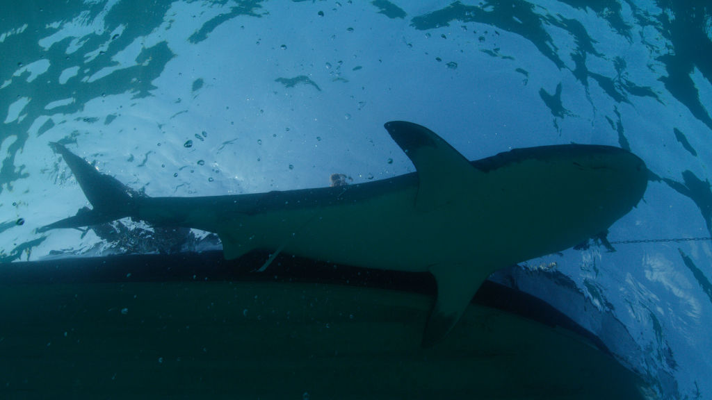 Watch National Geographic's 'Sharks vs. Dolphins: Bahamas