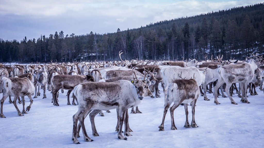 Europe's New Wild - National Geographic for everyone in everywhere