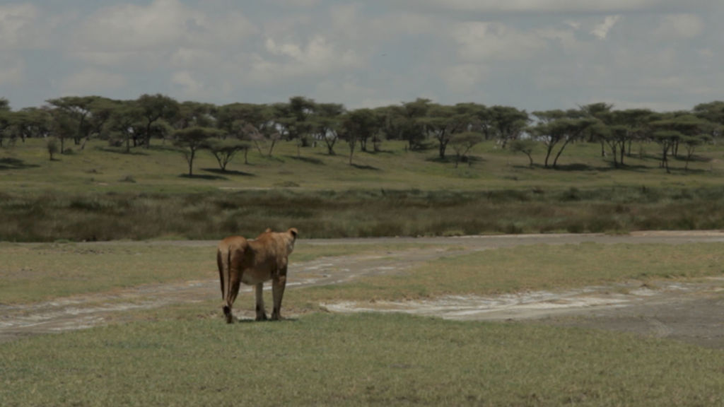 War of the Lions - National Geographic for everyone in everywhere