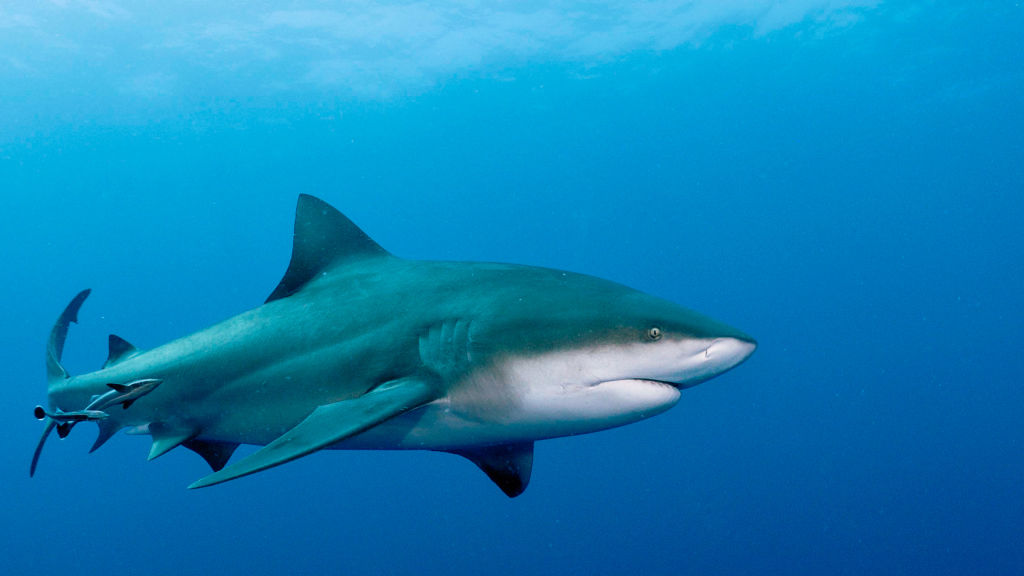 Backyard Bull Shark - National Geographic for everyone in everywhere