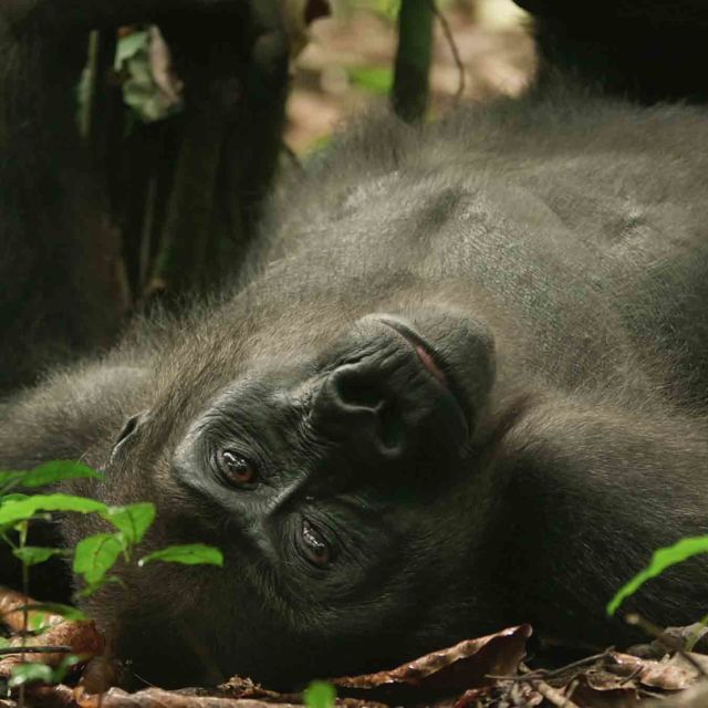 Gorillas Close Up