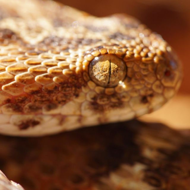 World's Deadliest Snakes